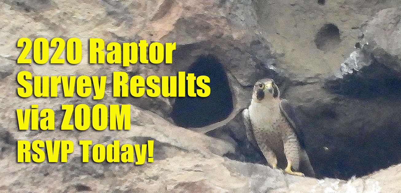 2020 Raptor Study Results are now Online