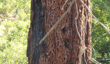 Urban Woodpecker Granaries in Griffith Park
