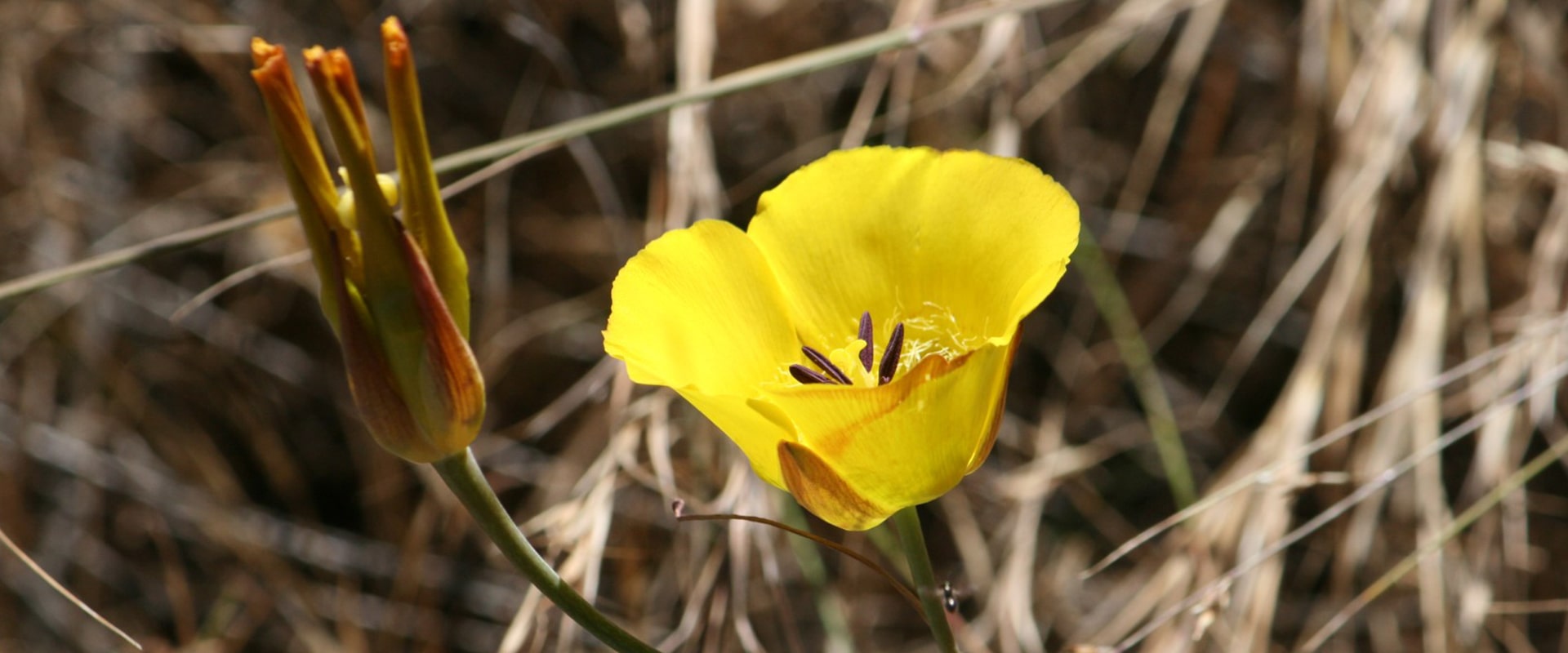 banHead-mariposa-lily-min mariposa