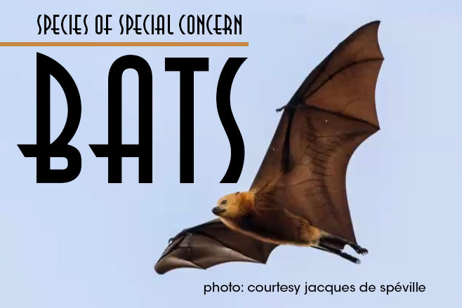 Species of Concern: Miguel Ordeñana Discusses Griffith Park Bats