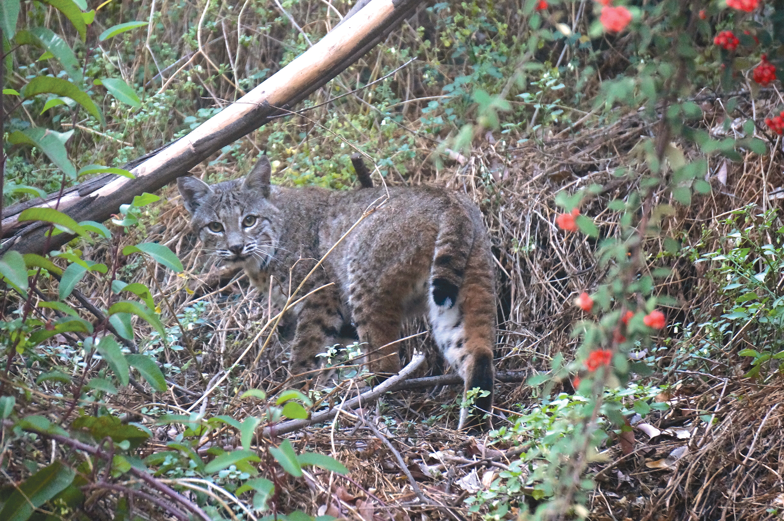 The Unintentional Consequences of Rat Bait