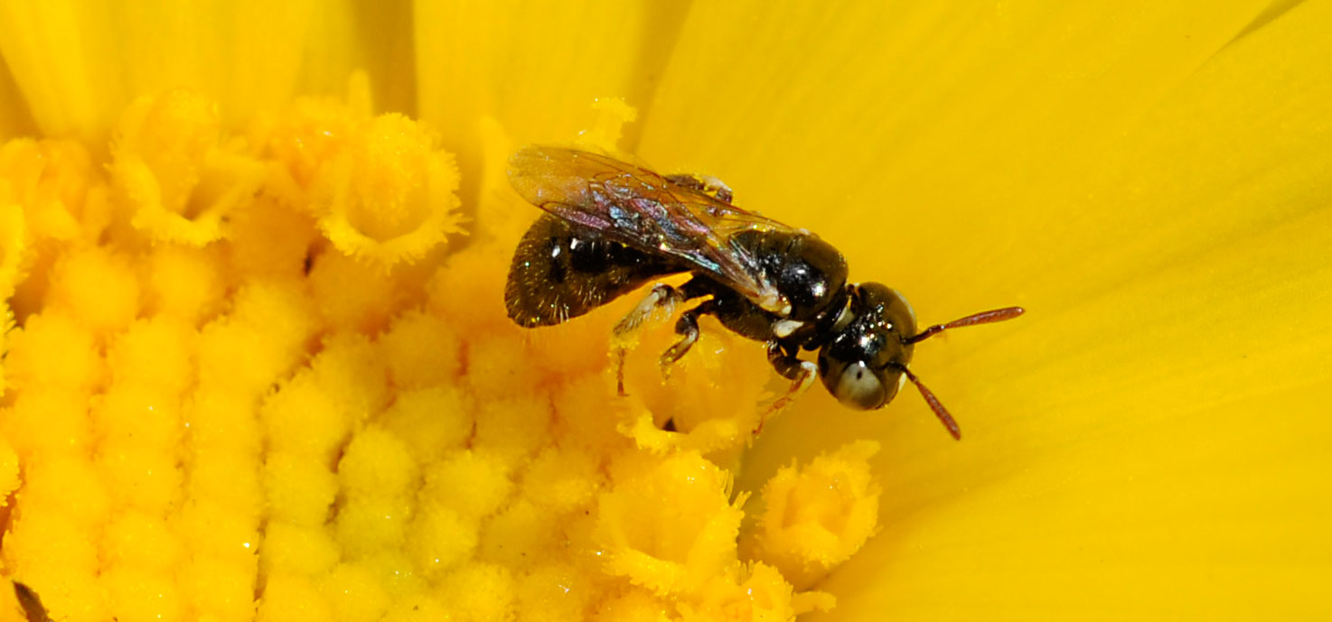 Save California’s Bees: All 1,600 species