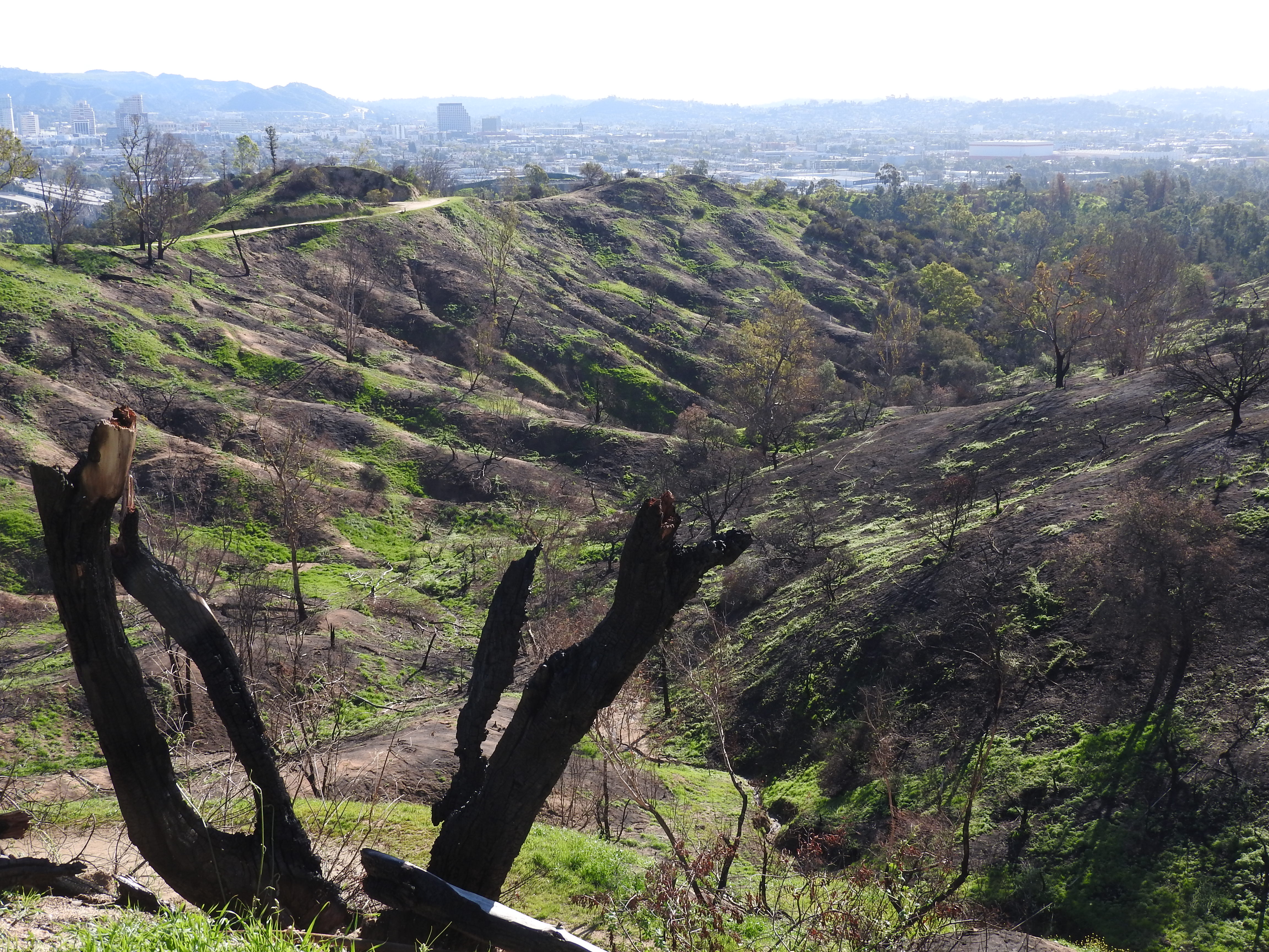 Preparing for Fire Season in Griffith Park