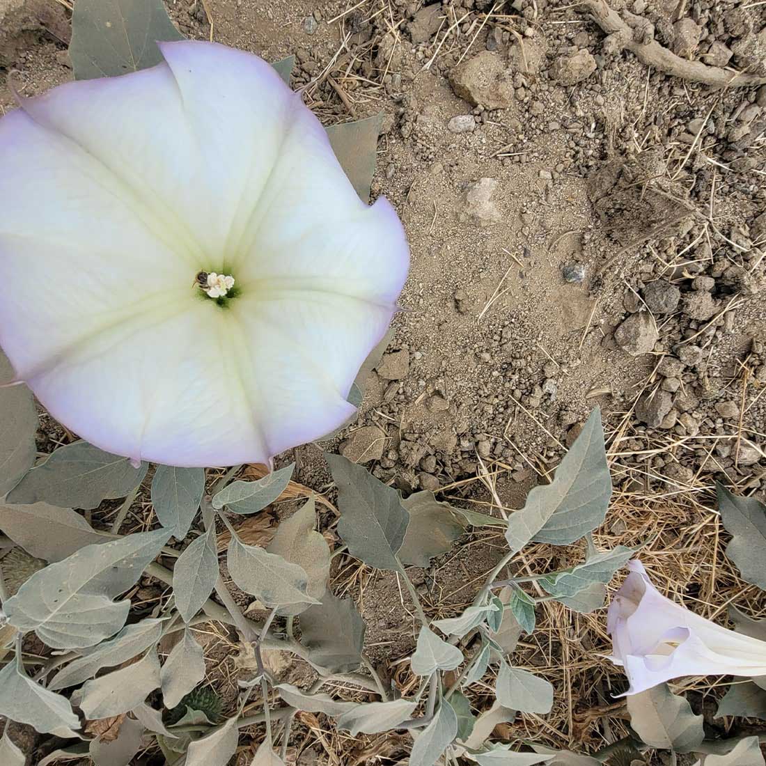 map-hike5-D Datura flower in Griffith Park