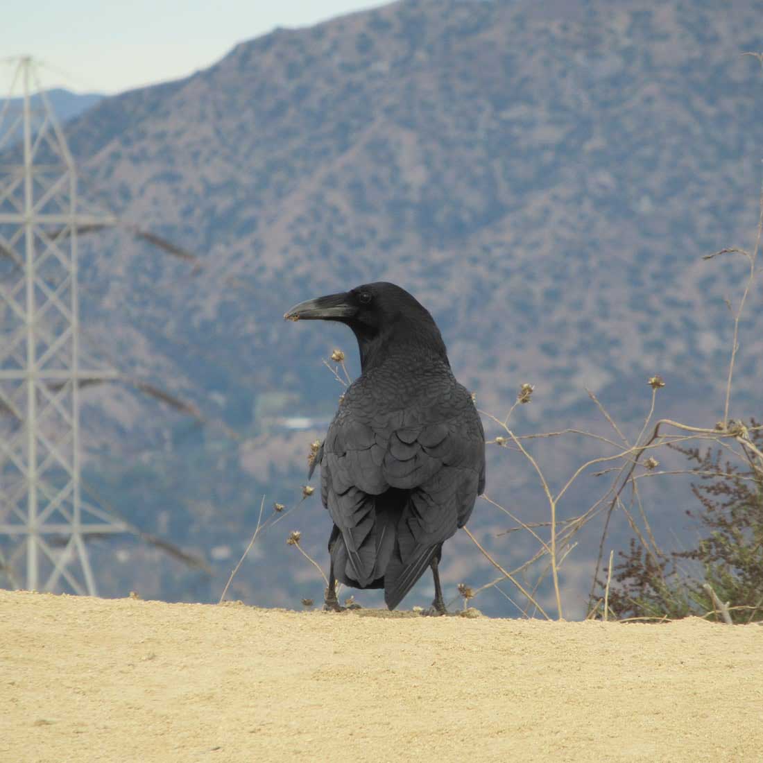Resting Raven at Griffith Park