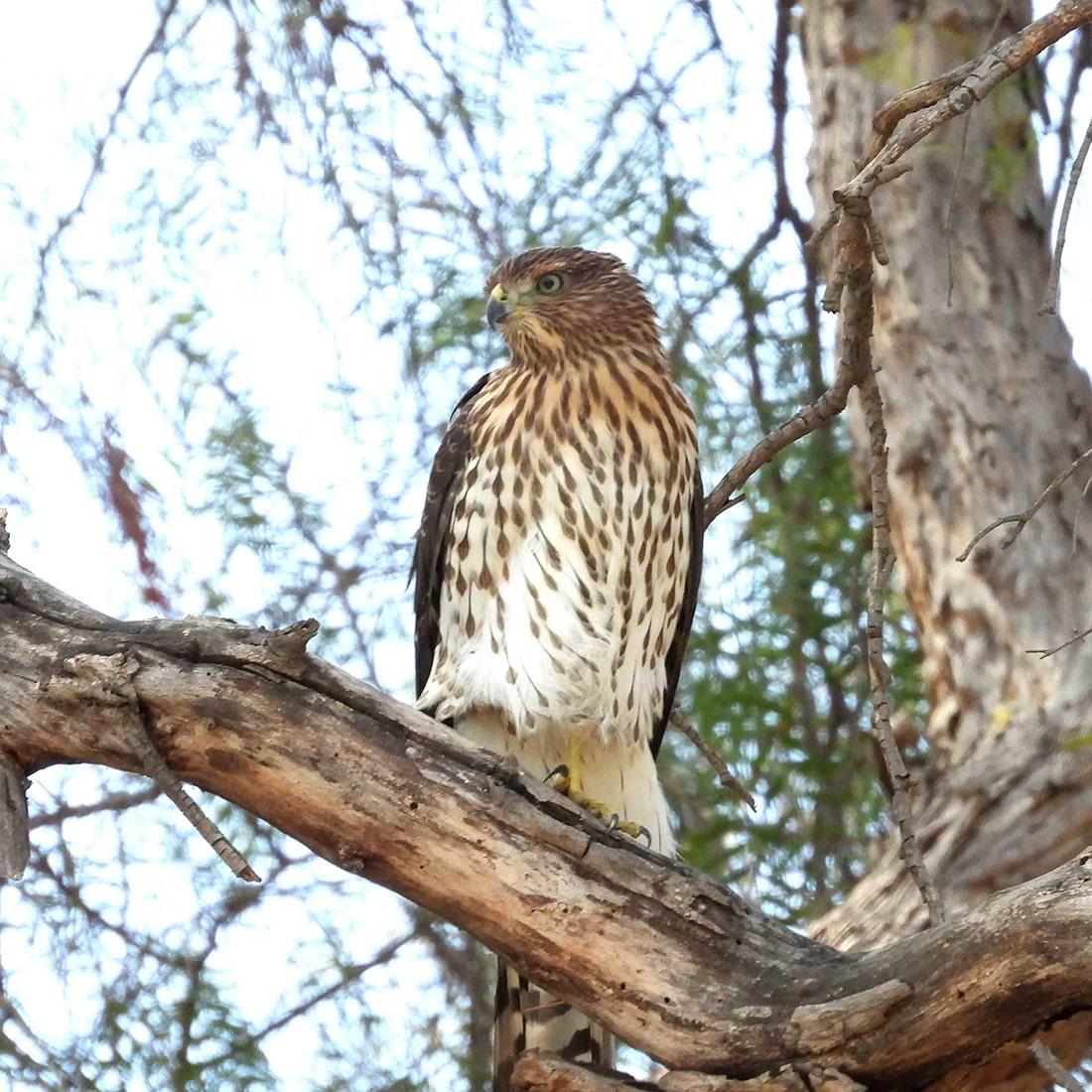 GHans-Cooper'sjuv-DSCN4661