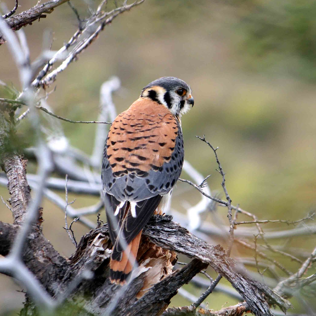 GHans-KestrelIMG_9992