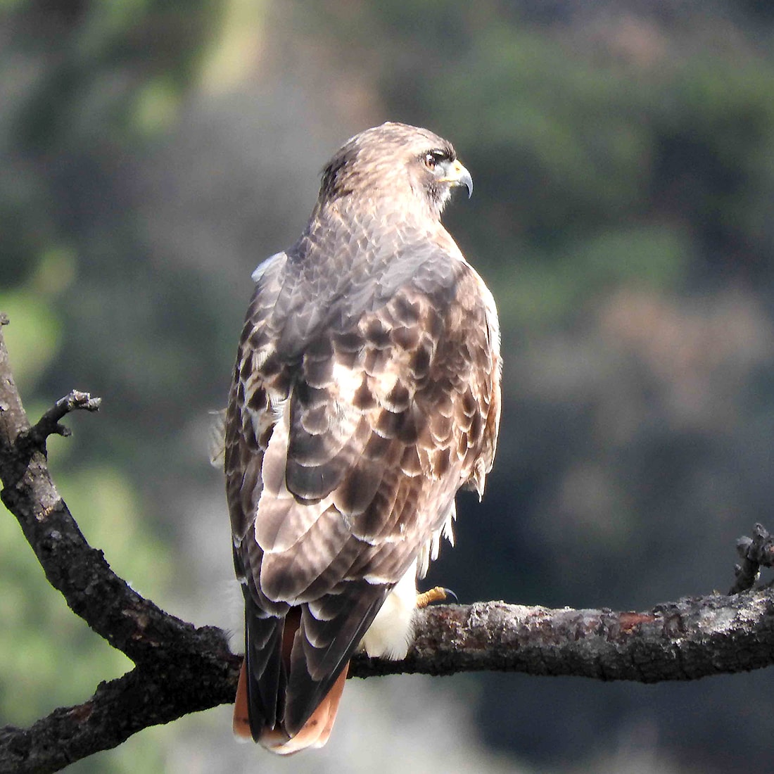 GHans-RedTail-DSCN3086-