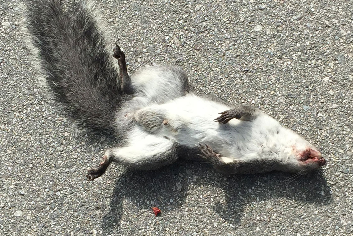 More on Rodenticides in Parkland