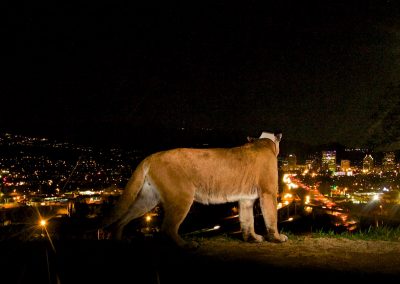 P-22 PHOTO: Steve Winter
