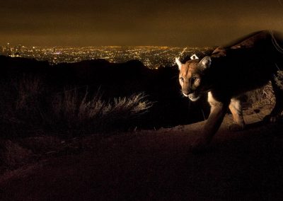 P-22 PHOTO: Steve Winter