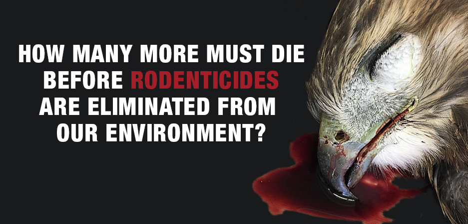 Rodenticides are again the focus… We need a solution