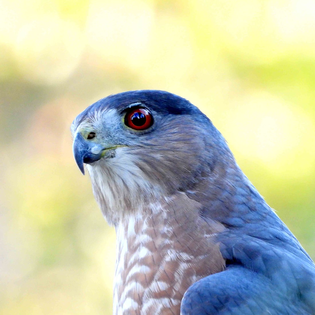 NKatz-Cooper's-DSCN42