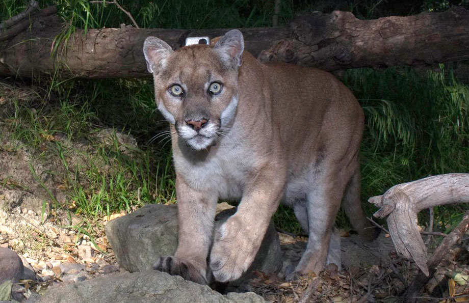 An Appreciation of P-22