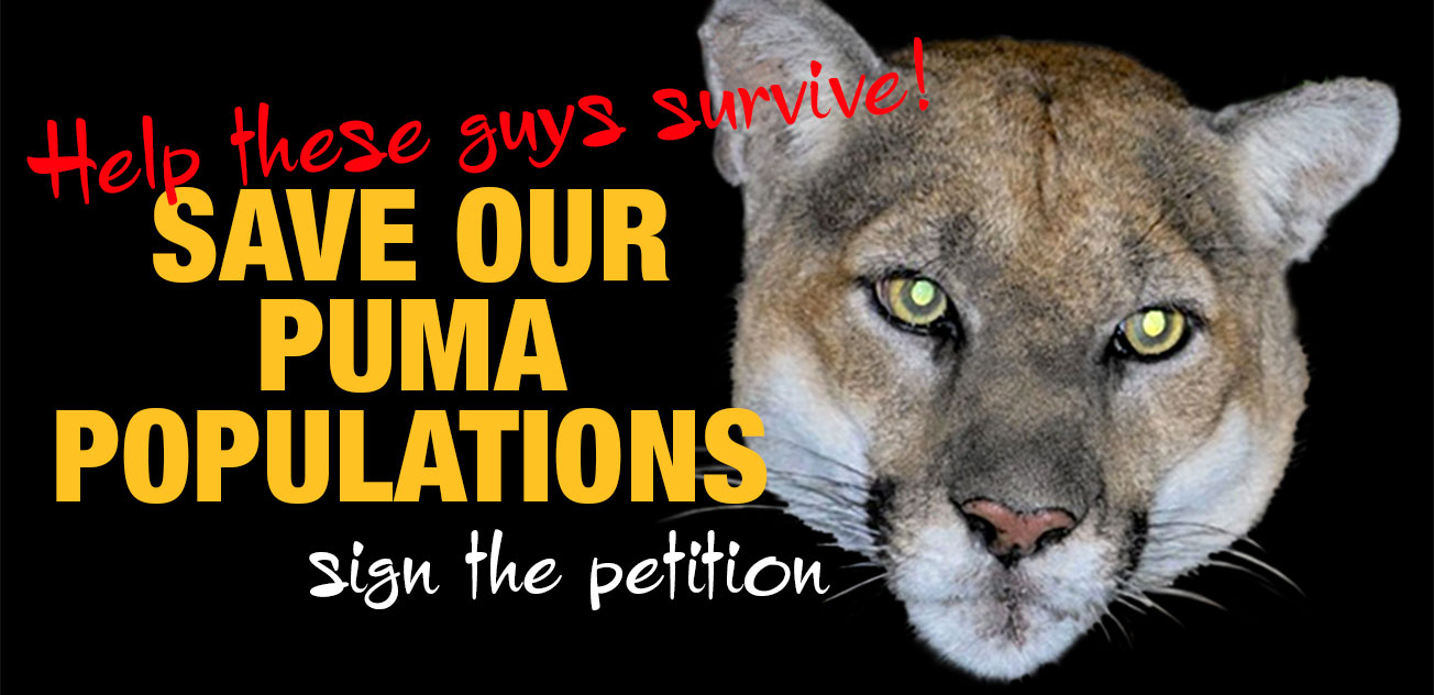 Protecting mountain lions in SoCAL