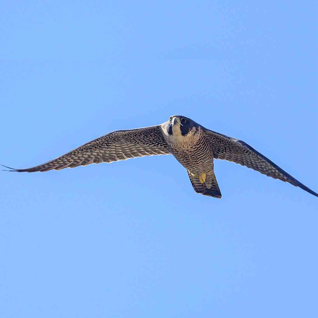 PWhisky-Peregrine-210219