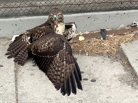 Urban Raptors Surviving on the Streets: the Los Angeles Raptor Study