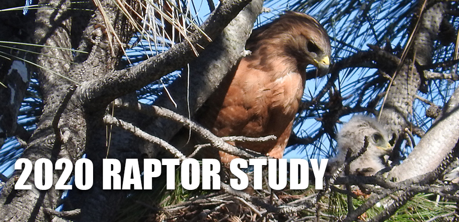 The 2020 Raptor Survey