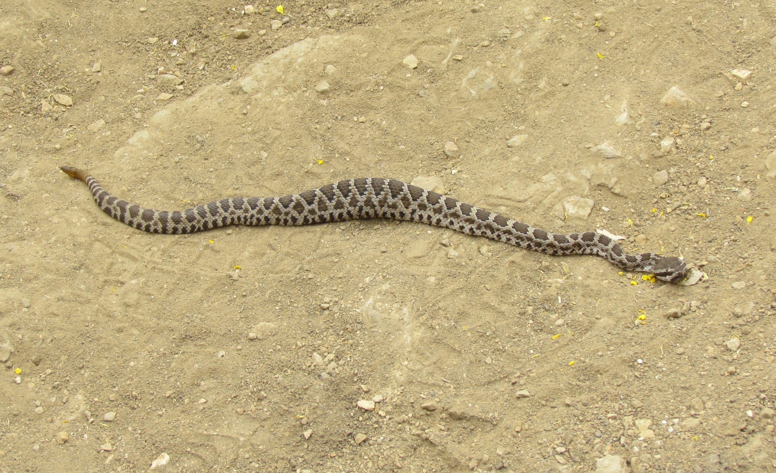 Adding Snakes to the Long List of Animals Poisoned by Rodenticides