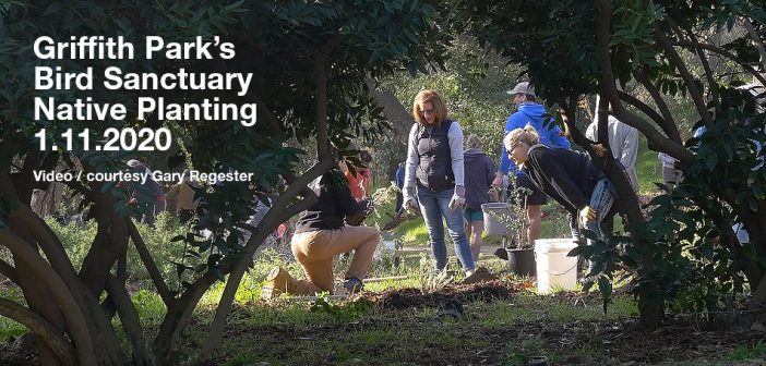 Bird Sanctuary Planting from Jan., 2020