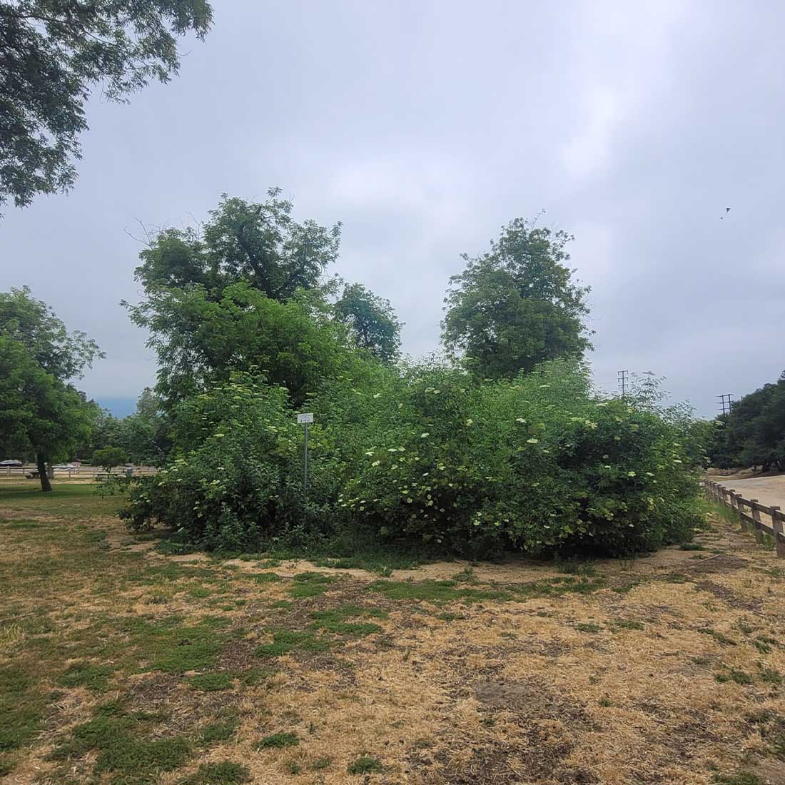 map-hike5-D 1J-Miyawaki-Forest