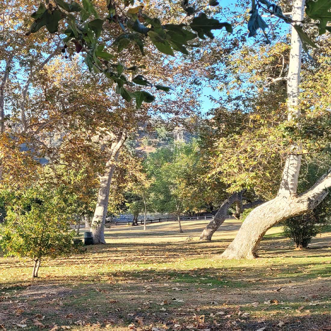1U-Eucalyptus-in-Park