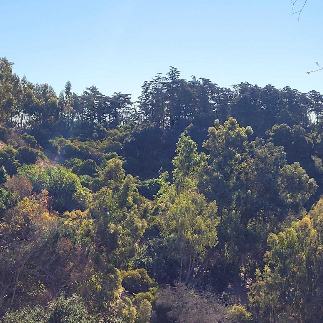 14F-Cedar-Grove-in-Distance