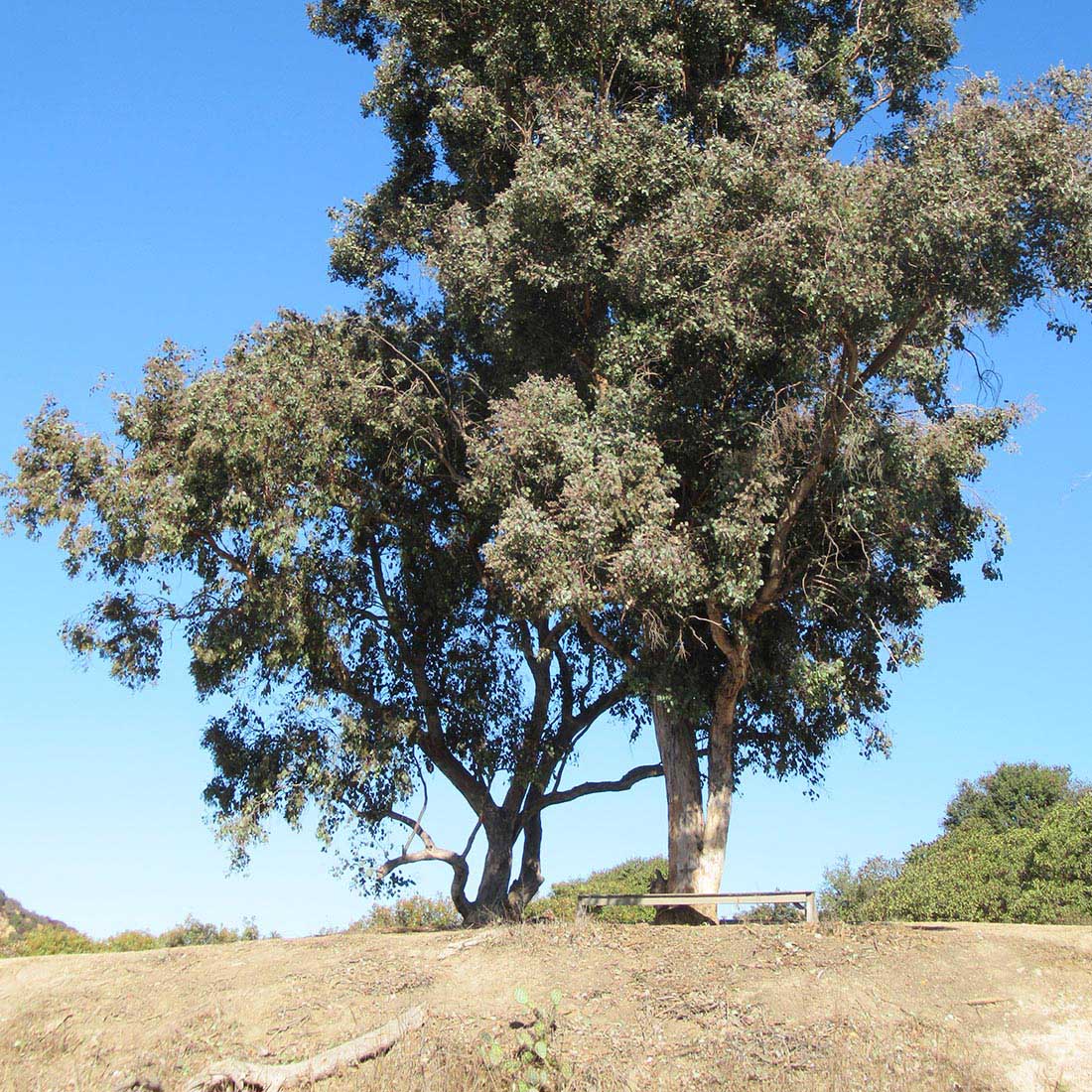 14K-Bench-Under-Tree
