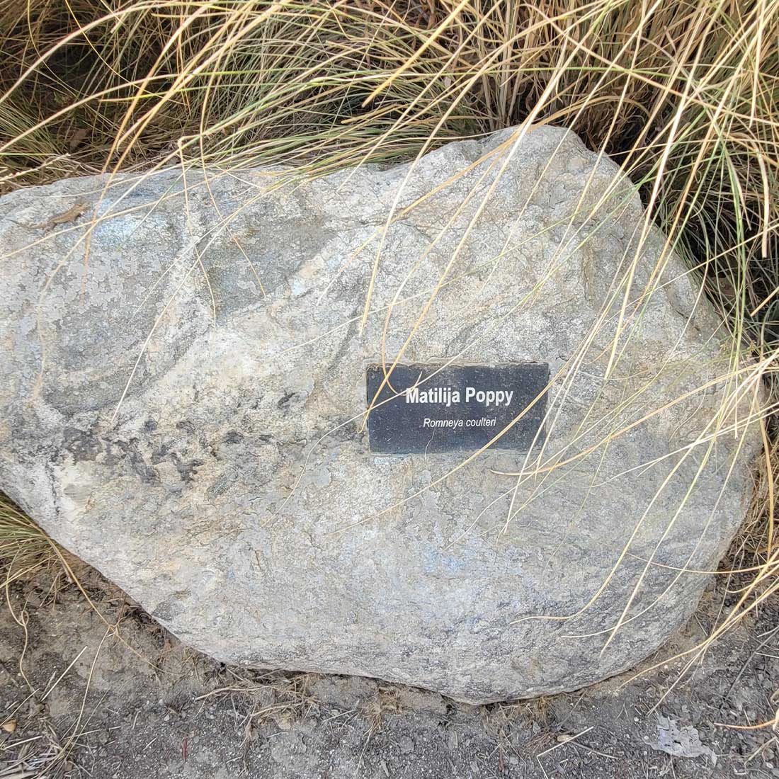 3K-Matilja-Poppy-Rock