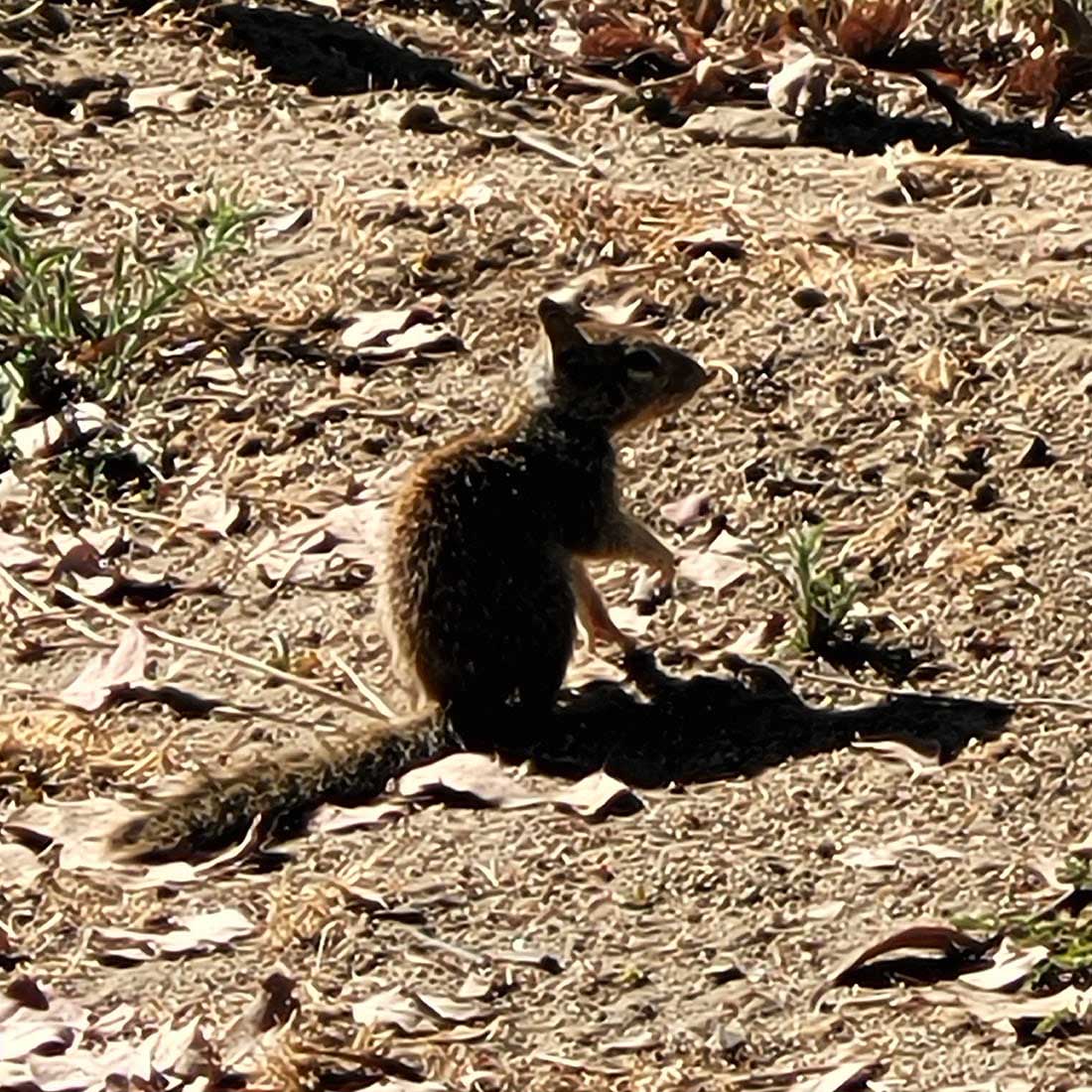 map-hike5-D 4G-Ground-Squirrel