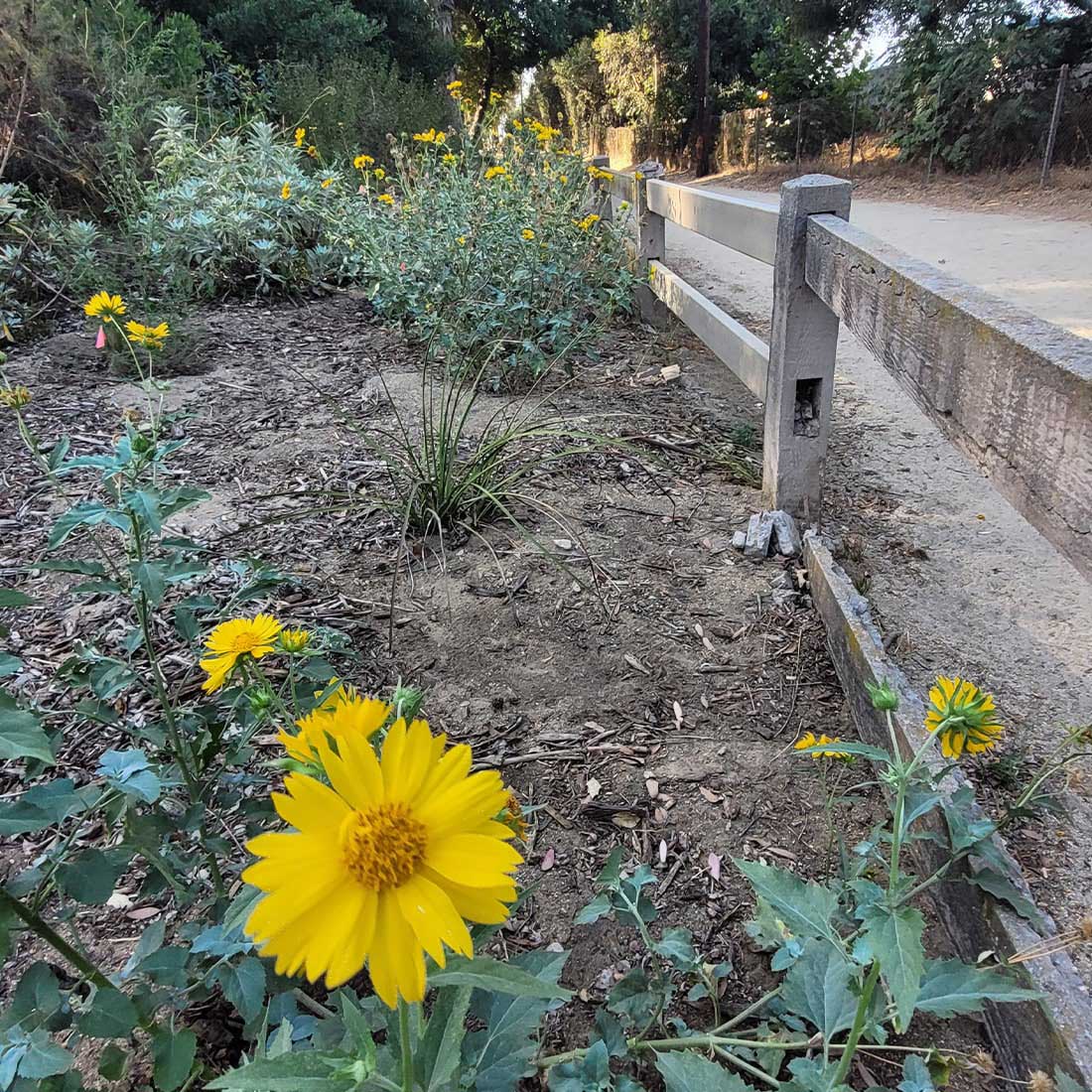 map-hike5-D 4T-Garden-Flower-Closeup