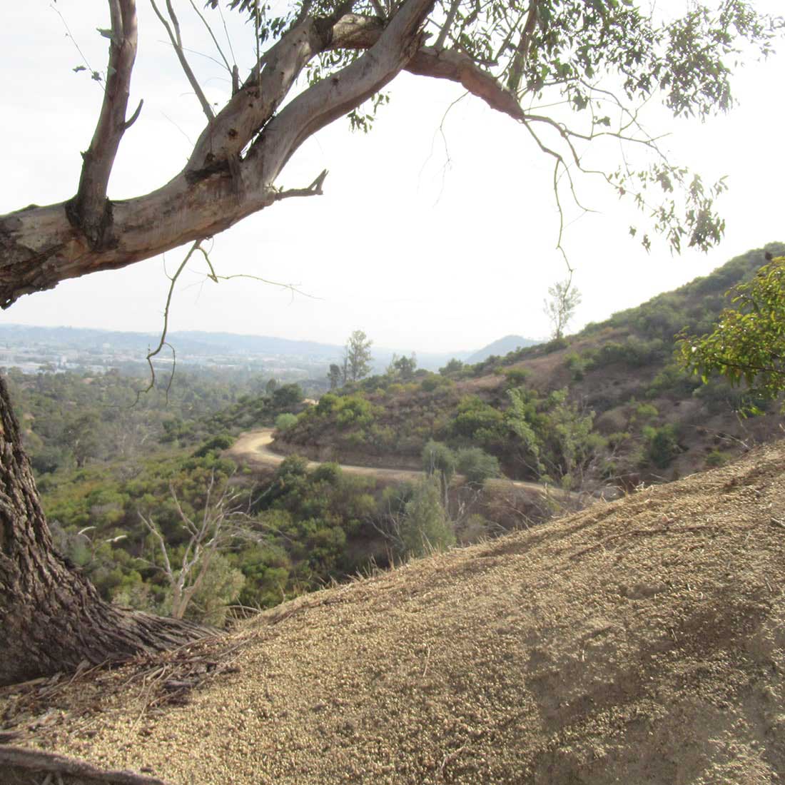 8K-Condor-from-Skyline