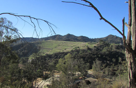 Toyon: Griffith Park Lost and Found
