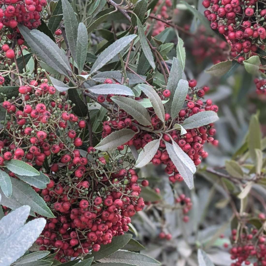 map-hike5-D Toyonberry in Griffith Park