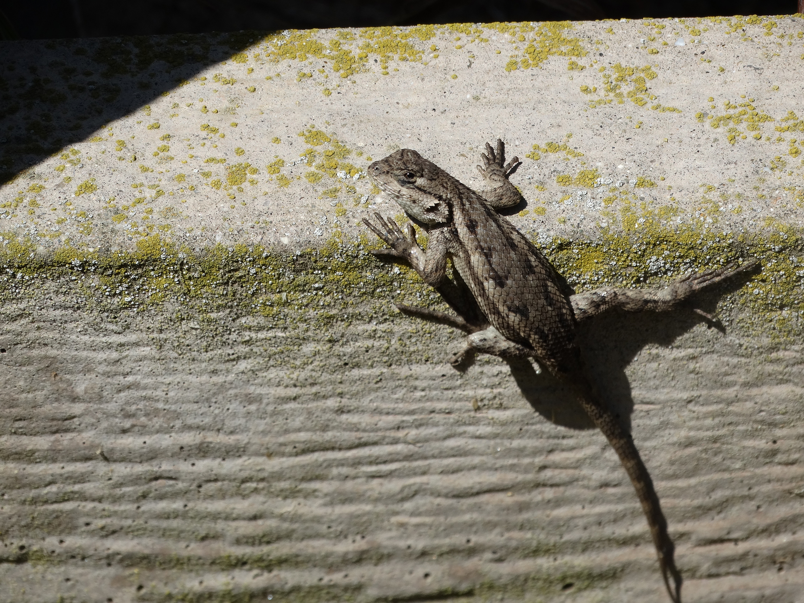 iNaturalist Needs Your Nature Eyes