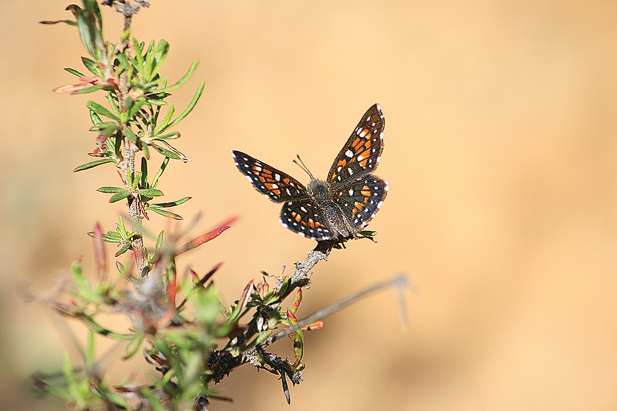 Finding a Surprise in Griffith Park
