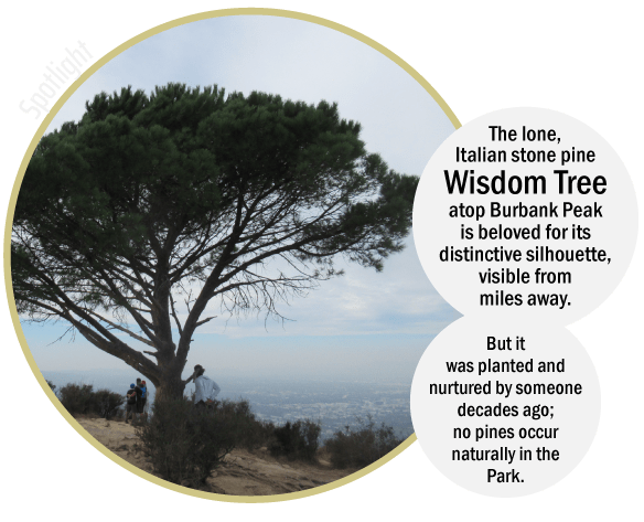 Griffith Park Explorer: Wisdom Tree