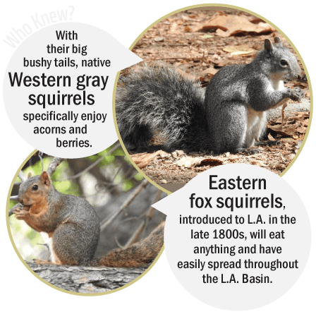 Griffith Park Explorer: Squirrels
