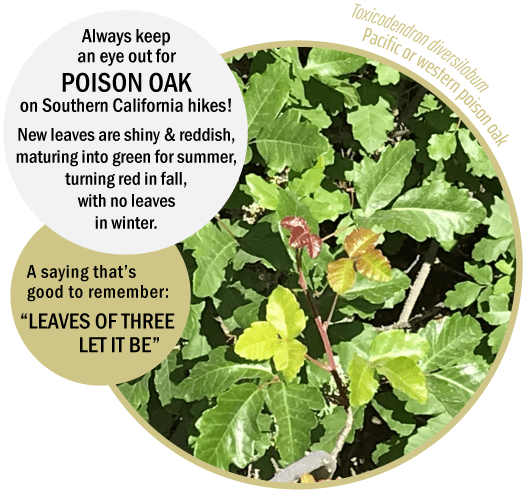 Always keep an eye out for POISON OAK on Southern California hikes! New leaves are shiny & reddish, maturing into green for summer, turning red in fall.